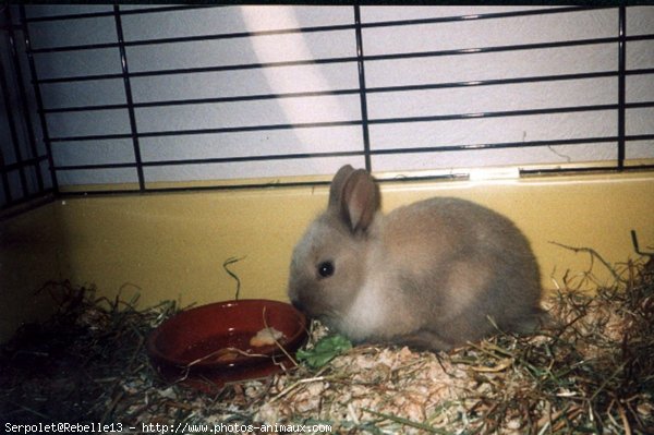 Photo de Lapin