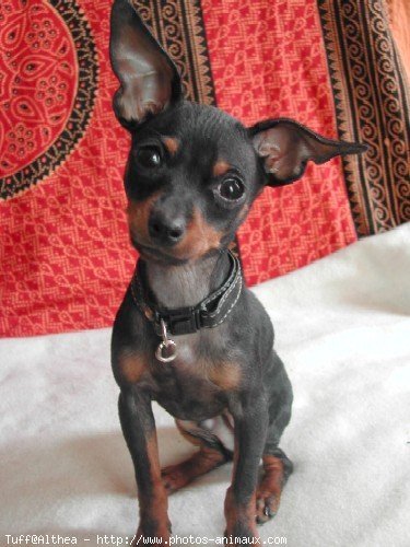 Photo de Pinscher nain