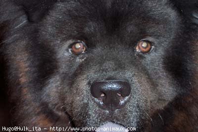 Photo de Chow chow