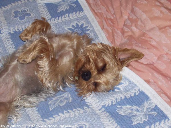 Photo de Yorkshire terrier