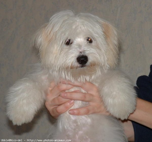 Photo de Coton de tulear