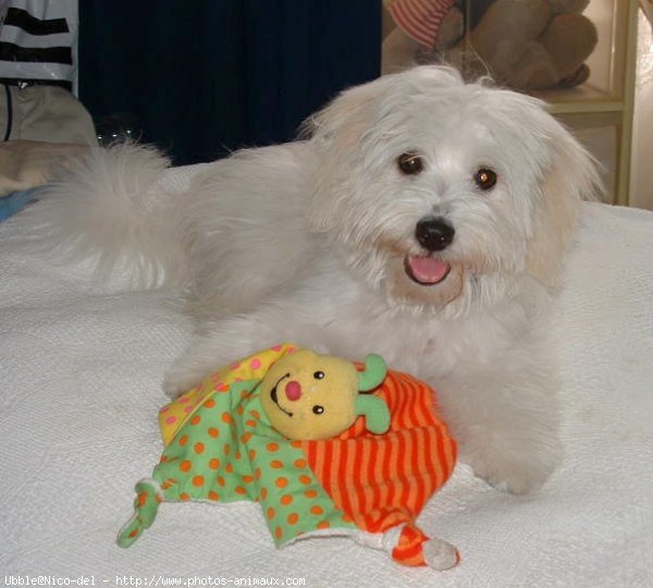 Photo de Coton de tulear