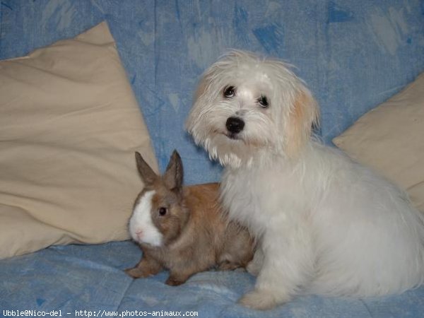 Photo de Coton de tulear