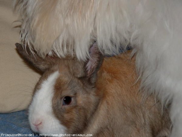 Photo de Lapin