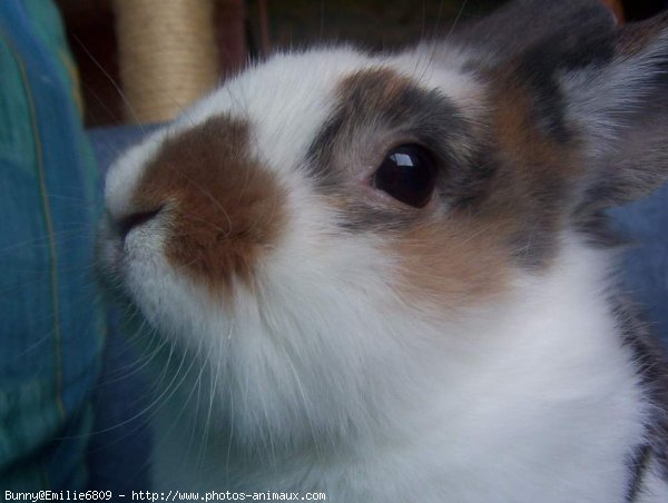 Photo de Lapin