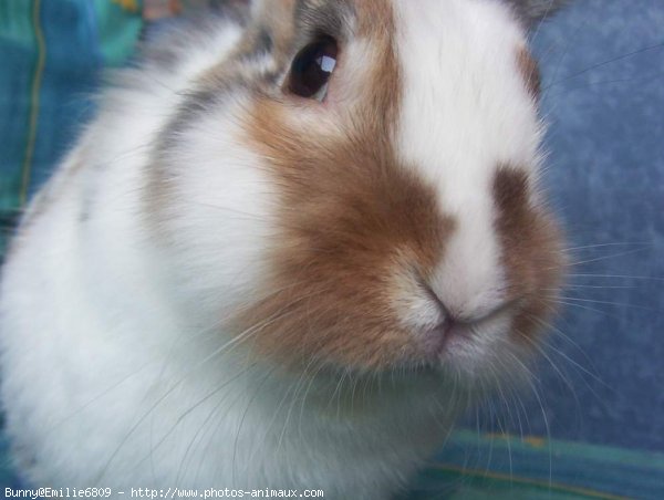 Photo de Lapin