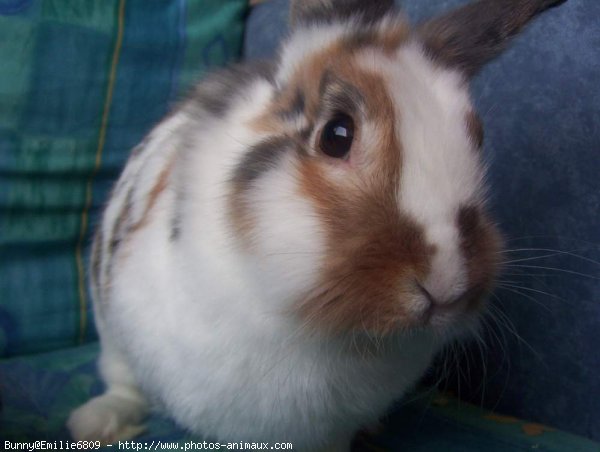 Photo de Lapin