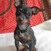 Photo de Pinscher nain