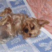 Photo de Yorkshire terrier