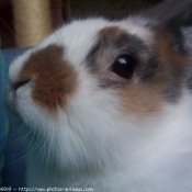 Photo de Lapin