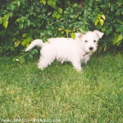 Photo de West highland white terrier