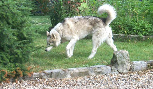 Photo de Husky siberien