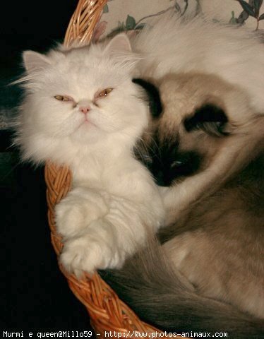 Photo de Ragdoll