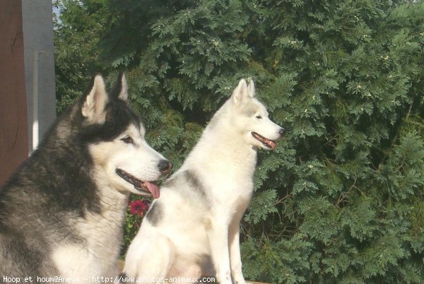 Photo de Husky siberien