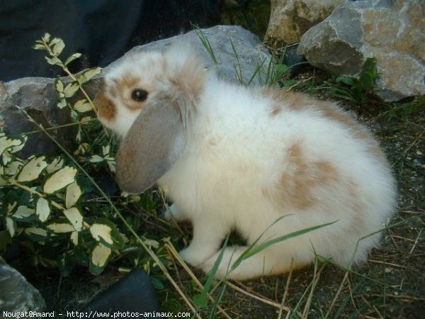 Photo de Lapin