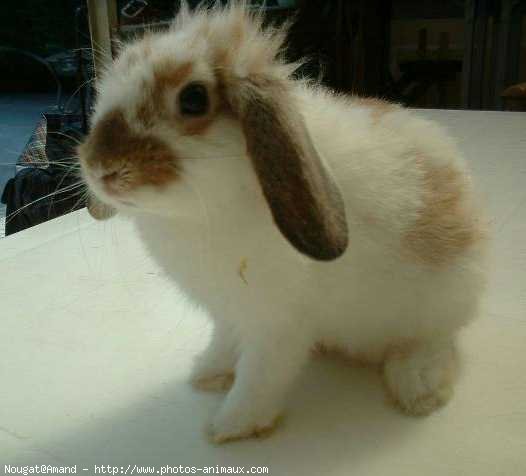 Photo de Lapin