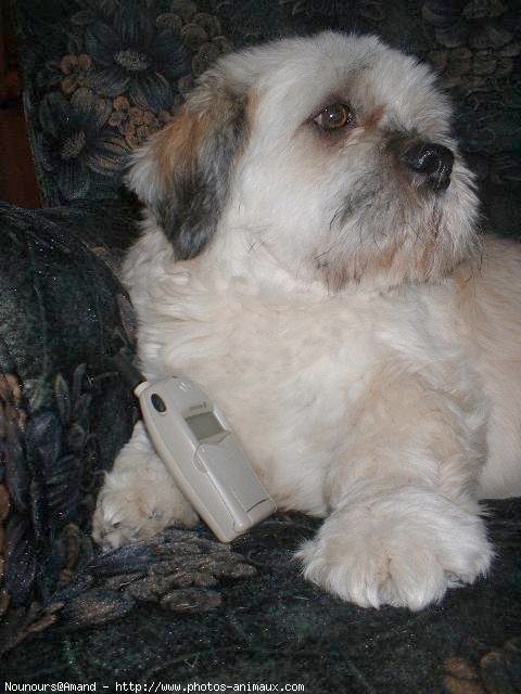 Photo de Lhassa apso