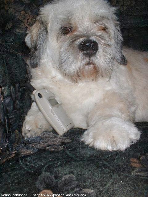 Photo de Lhassa apso