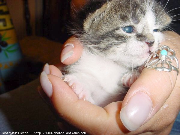 Photo de Chat domestique