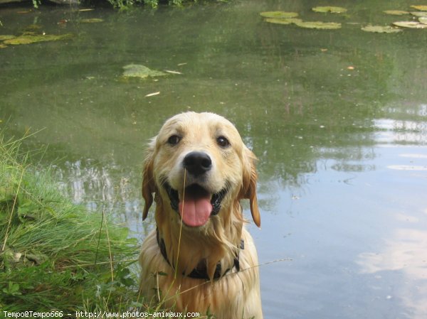 Photo de Golden retriever