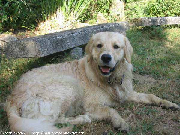 Photo de Golden retriever