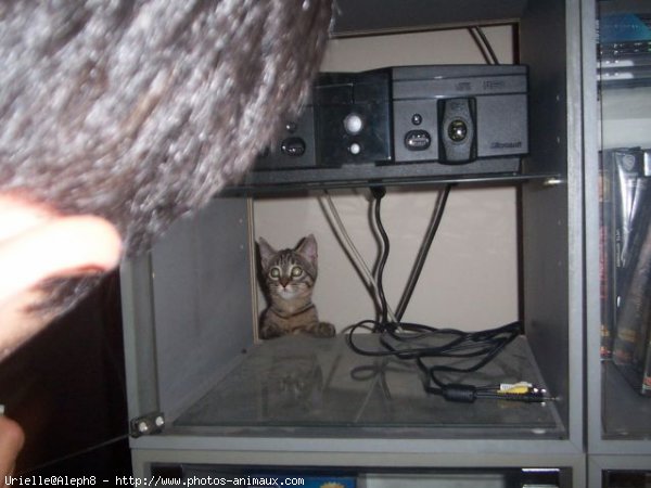 Photo de Chat domestique