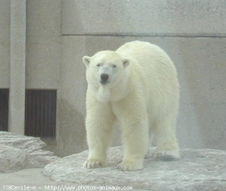 Photo d'Ours