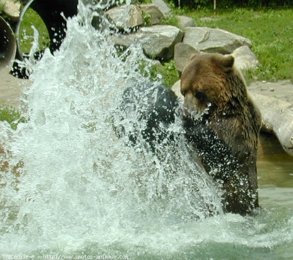 Photo d'Ours