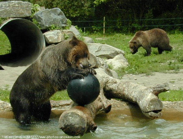 Photo d'Ours