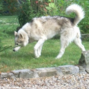 Photo de Husky siberien