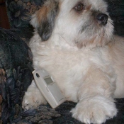 Photo de Lhassa apso