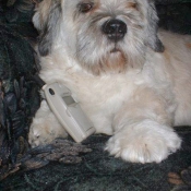 Photo de Lhassa apso