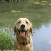 Photo de Golden retriever