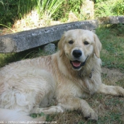 Photo de Golden retriever