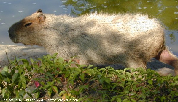 Photo de Cabiai ou capybara