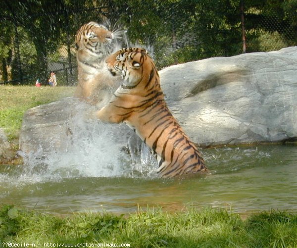 Photo de Tigre