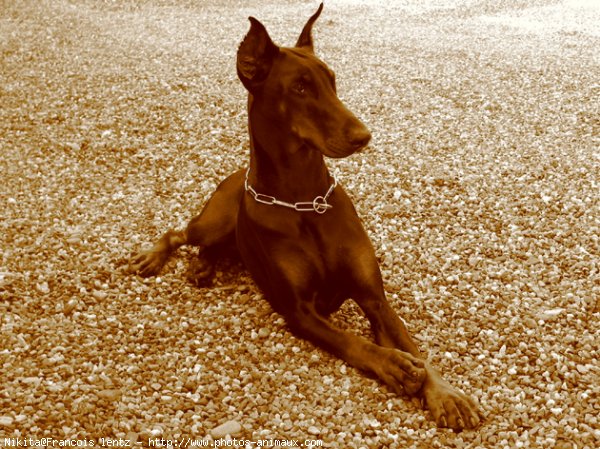 Photo de Dobermann