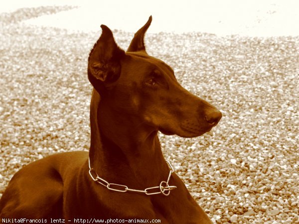 Photo de Dobermann