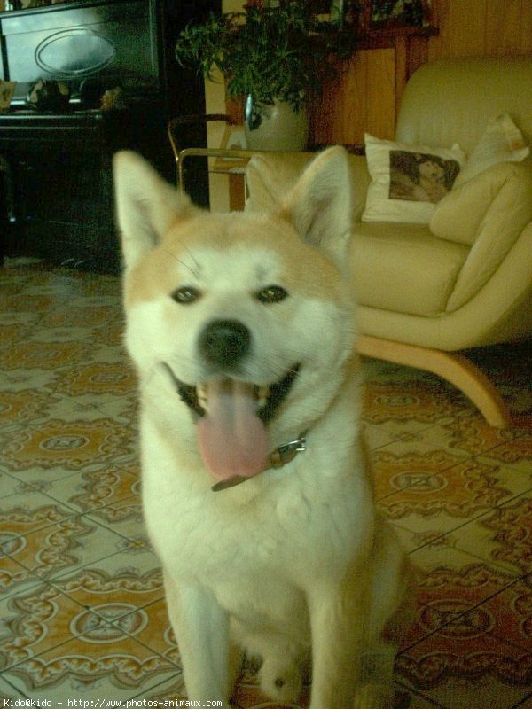 Photo d'Akita inu