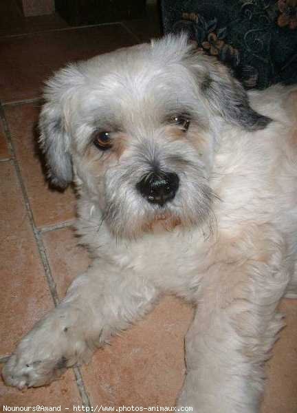 Photo de Lhassa apso