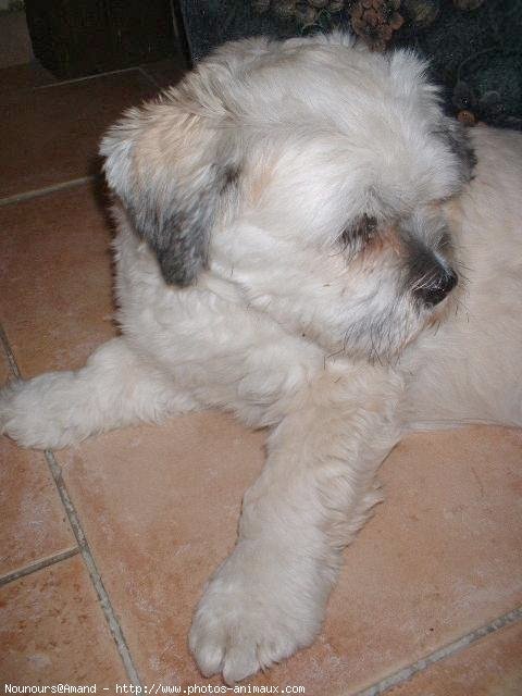 Photo de Lhassa apso