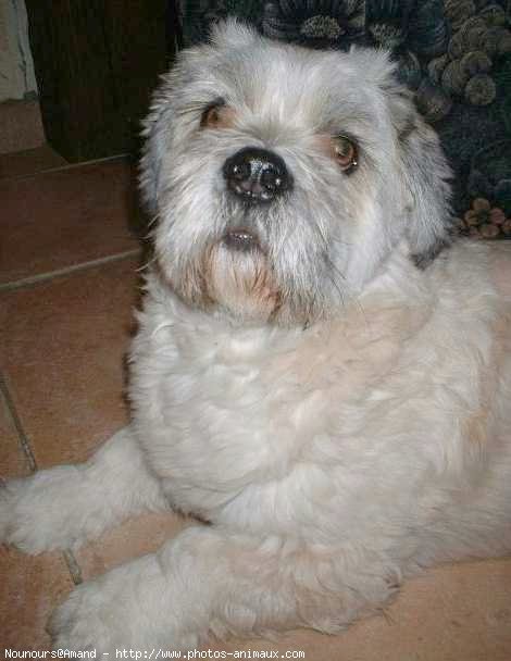 Photo de Lhassa apso