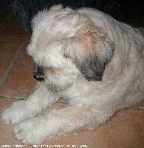 Photo de Lhassa apso