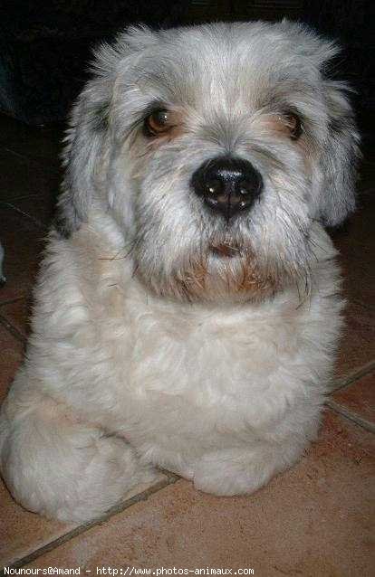 Photo de Lhassa apso