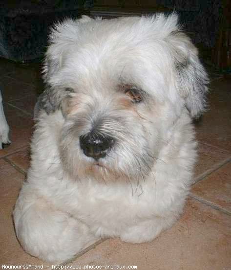 Photo de Lhassa apso