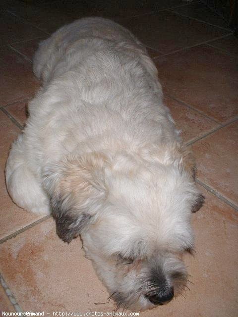 Photo de Lhassa apso