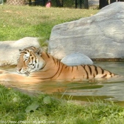 Photo de Tigre