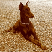 Photo de Dobermann