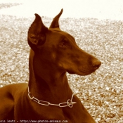 Photo de Dobermann