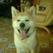 Photo d'Akita inu